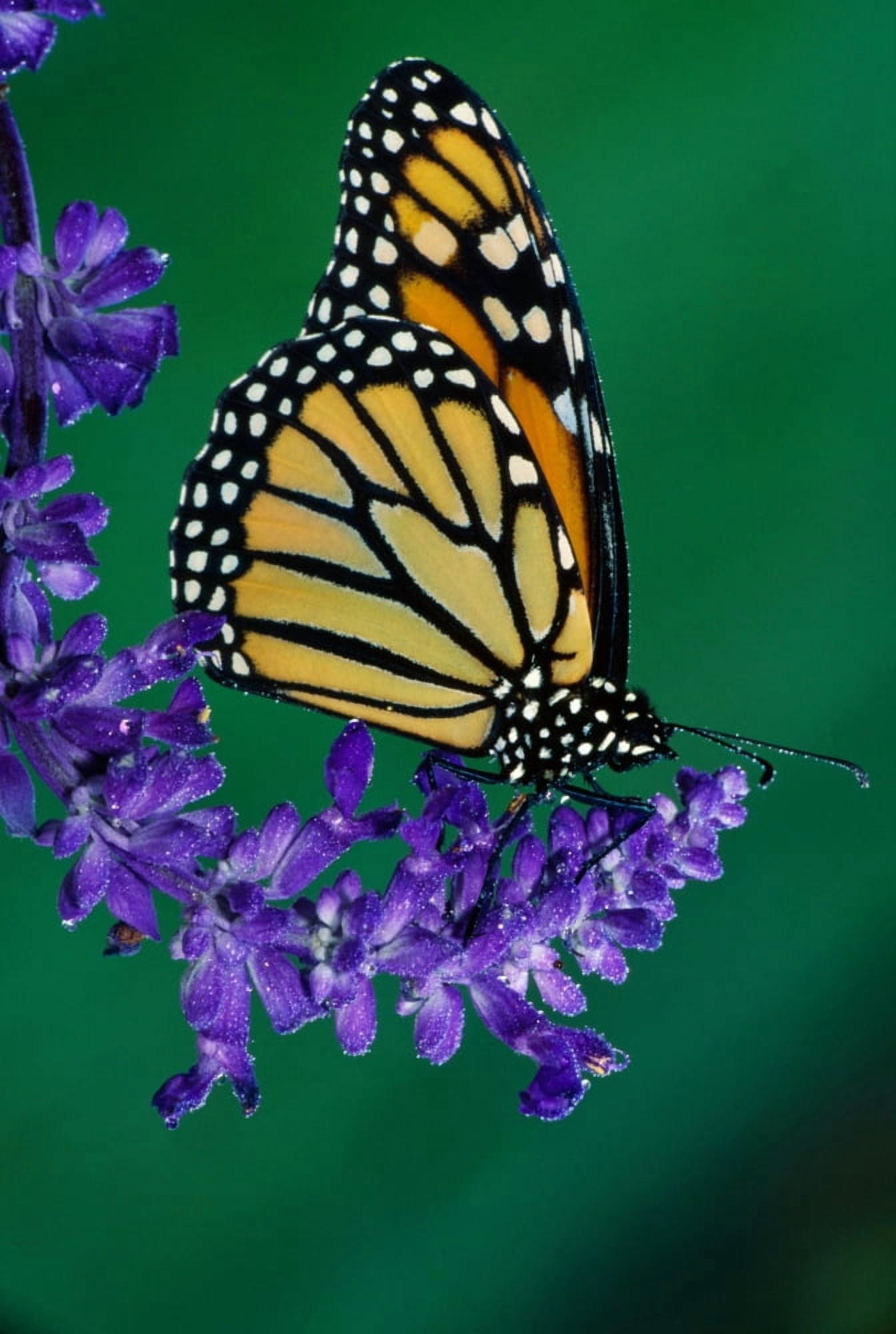 Monarch butterfly on flower blossom profile Michigan USA Canvas Art - Panoramic Images (36 x 12)