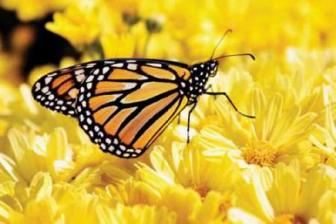 Monarch on Chrysanthemums Canvas Art - Alan Hausenflock (24 x 36)