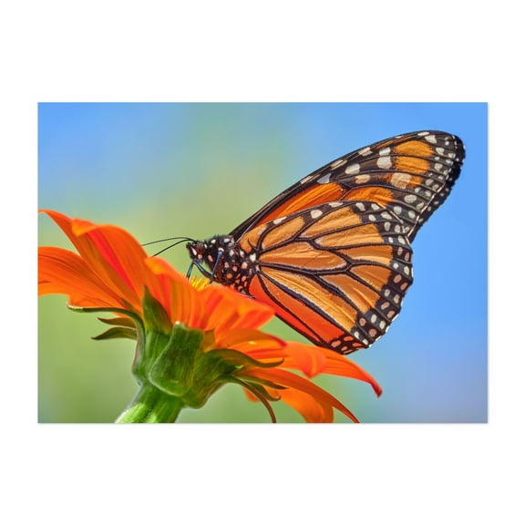 Monarch on Mexican Sunflower - Photography Butterfly Insect Floral Nature Garden Wildlife Summer Unframed Wall Art Print 4 x 6 inches