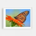 thumbnail image 1 of Monarch on Mexican Sunflower - Photography Butterfly Insect Floral Nature Garden Wildlife Summer White Framed Wall Art Print 16 x 24 inches, 1 of 4