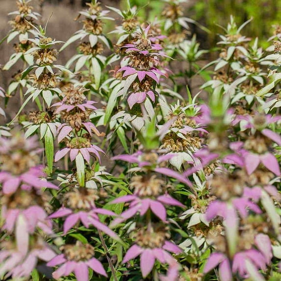 Monarda Punctata Spotted Beebalm Horsemint Garden Flower Plant Seeds - 1000 Seeds