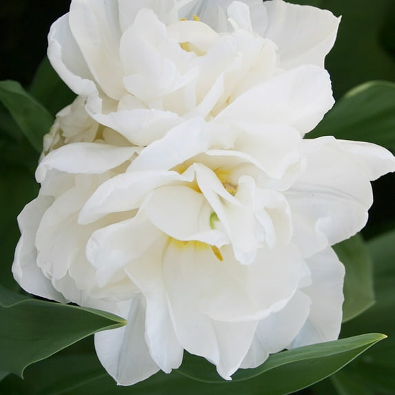 Mondial Double Early Tulip Flower Bulbs - 10 Bulbs per Pack - Pleasantly Scented - Good as Cut Flowers - Grow Indoors or Outdoors – Easy to Grow Live Plant Garden