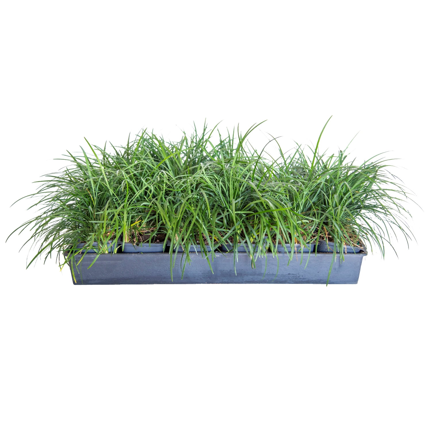 Expert Gardener Mondo Grass (18-Pack) Evergreen Groundcover in
