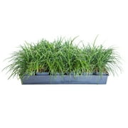 FLOWERWOOD Mondo Grass - 18 Pack (3.25 In. Pots) Evergreen Groundcover - Full Sun to Part Sun Live Outdoor Plant