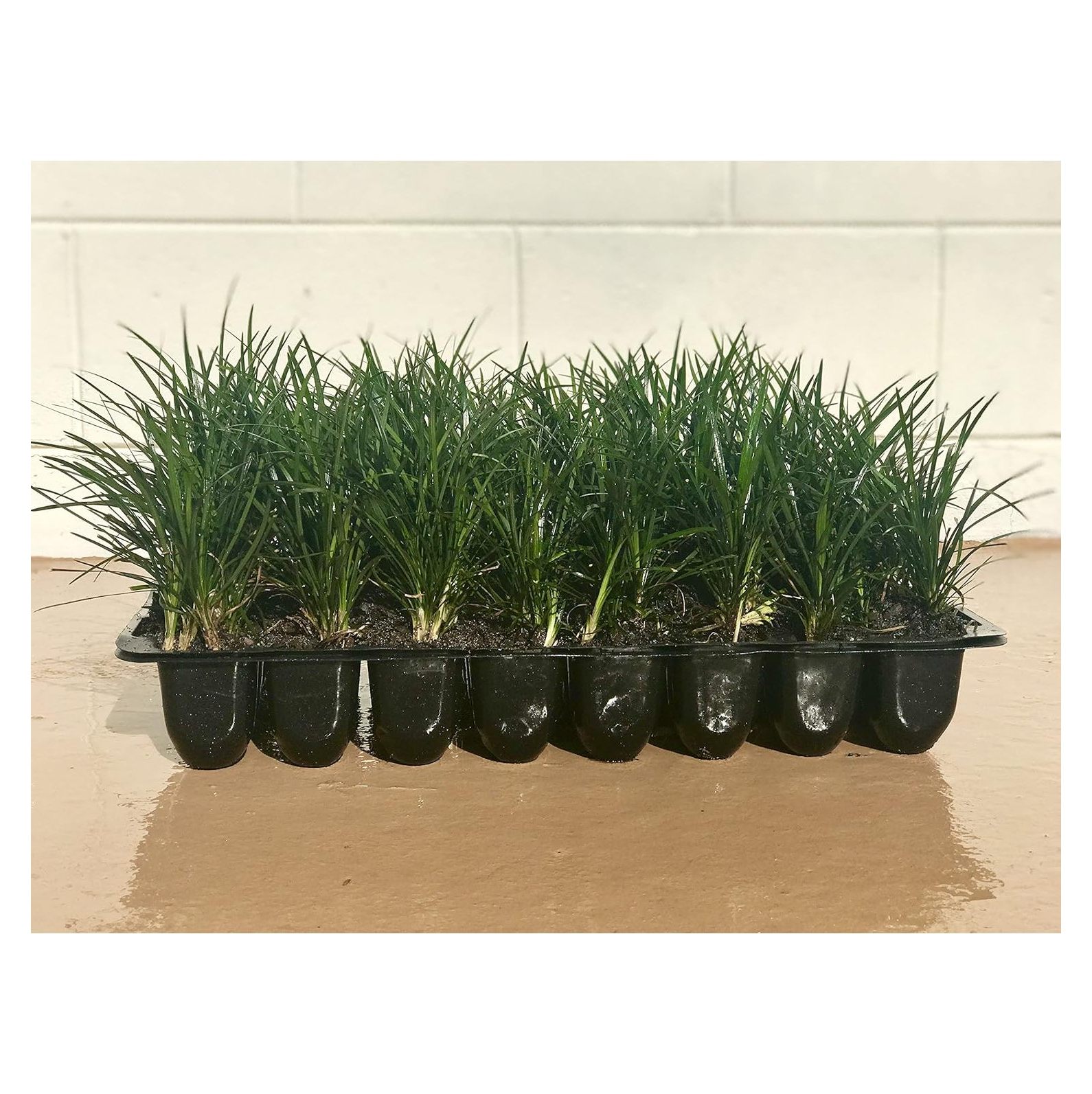 Mondo Grass 18 Pack Groundcover Full Sun to Part Sun Live Outdoor