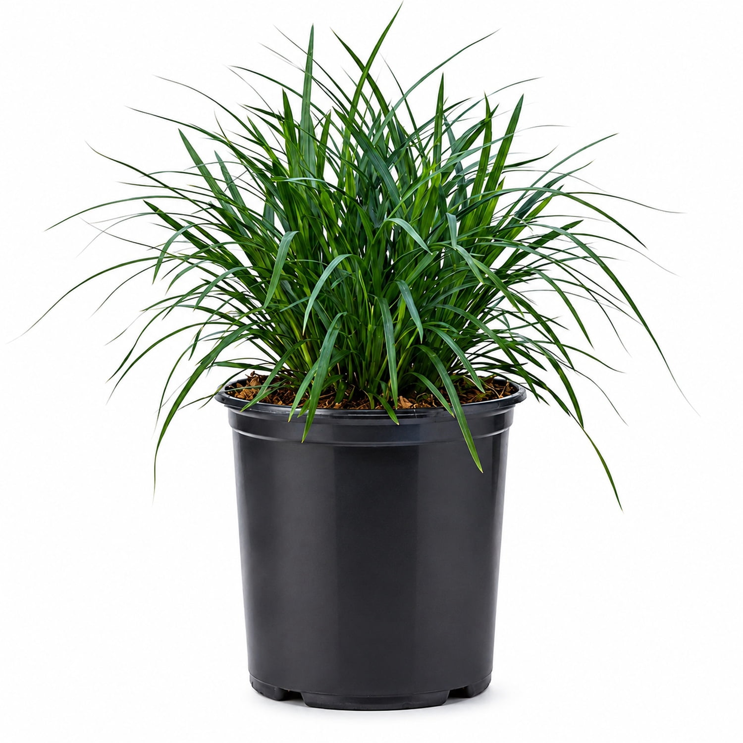 Expert Gardener Mondo Grass Evergreen Groundcover, 2.5-Quart Grower Pot