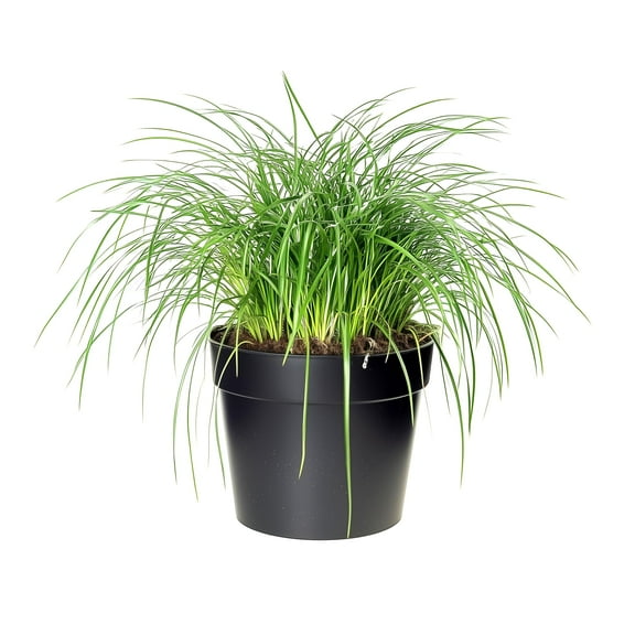 Mondo Grass | 3 Live 4 Inch Pots | Ophiopogon Japonicus | Durable Ground Cover | Shade Tolerant Landscaping Plants