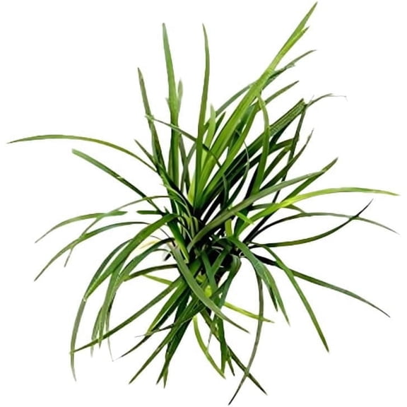 Mondo Grass (5-8 Inches, Bare Root) Live Aquarium Plants BUY2 GET1 FREE