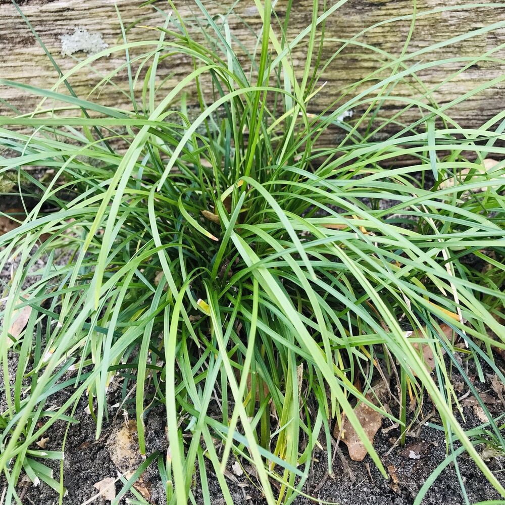 Mondo Grass 50 Plugs Pips Evergreen Ground Cover Or Border Bare Root