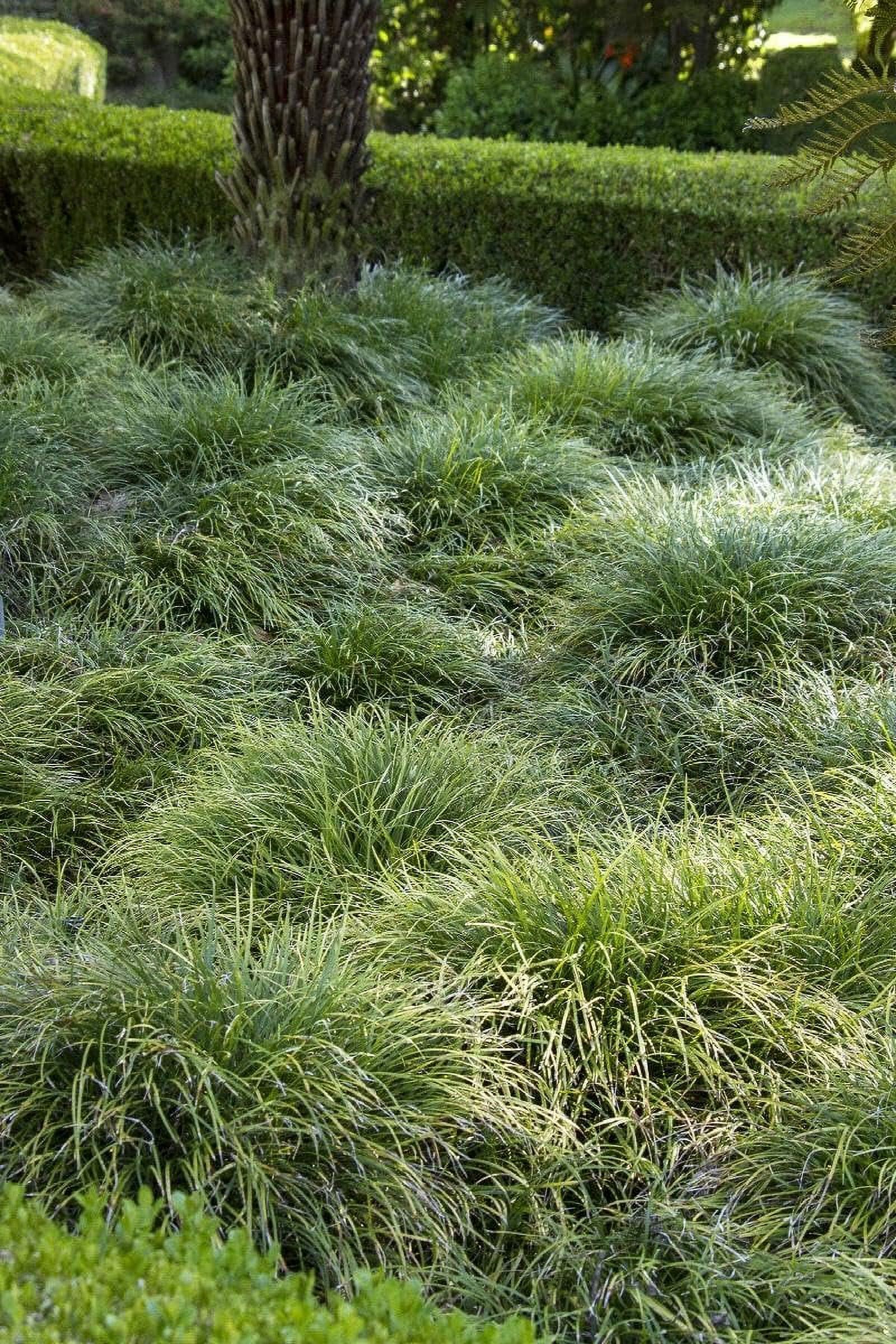 Mondo Grass I 2 Large Gallon Size Plants I Ophiopogon Japonicus I Live