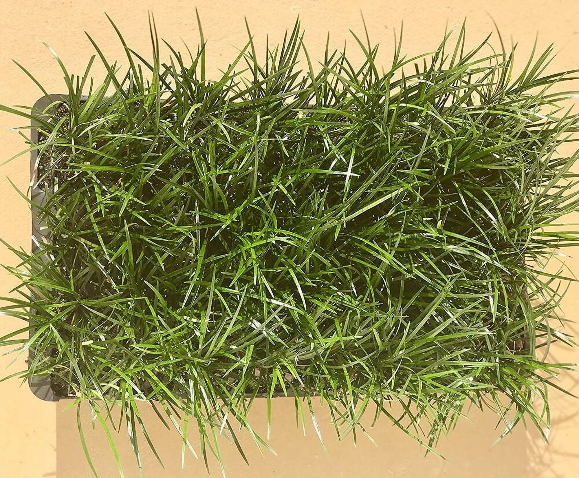 Mondo Grass Live Plants Ophiopogon Japonicus Live Evergreen
