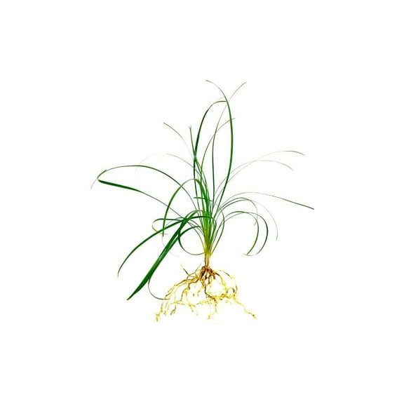 Mondo Grass Ophiopogon Japonicus 100 Live Pips Bare Root Plants Live Shade Loving Evergreen Groundcover Plants