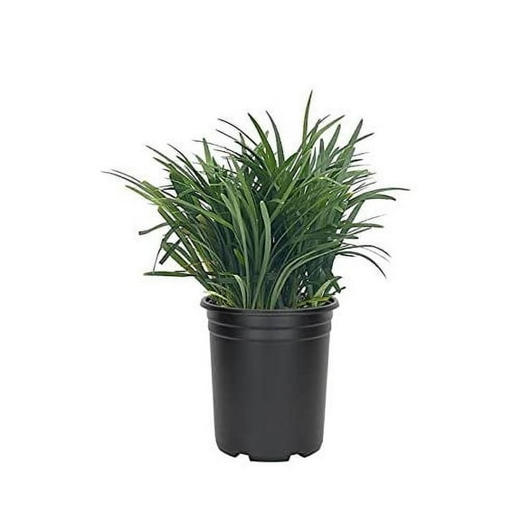 Mondo Grass Ophiopogon Japonicus 3 Large Quart Size Plants Live Shade Loving Evergreen Groundcover Plants