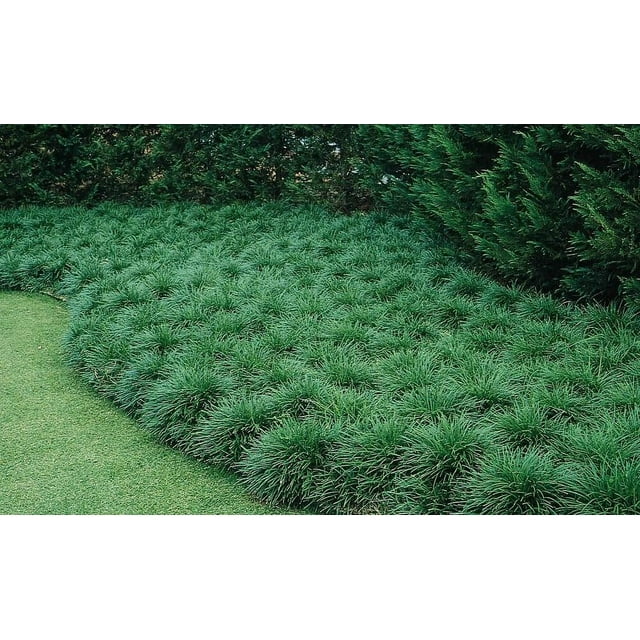 Mondo Grass Ophiopogon Japonicus Gallon Size Plants Shade
