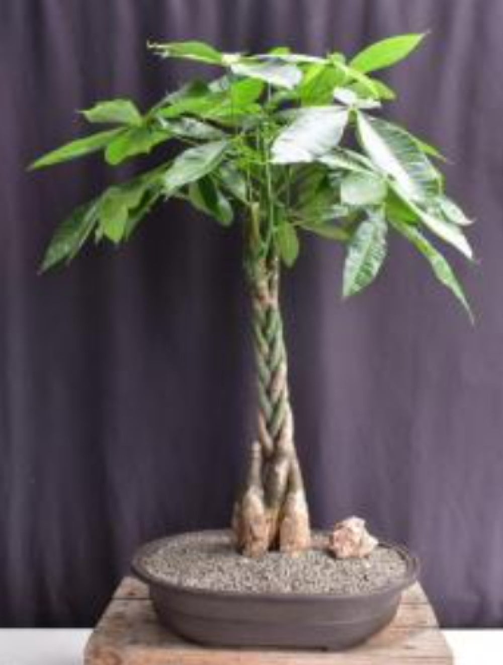 Money Bonsai Tree Plant - Braided Trunk (pachira aquatica) - Walmart.com, image size:1000x1322