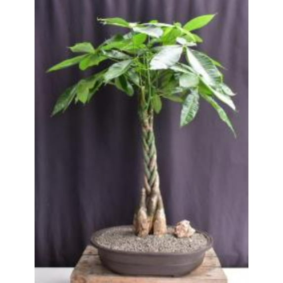 Money Bonsai Tree Plant - Braided Trunk (pachira aquatica)