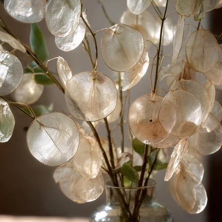 Money Plant 50 Seeds – Lunaria Biennis, Silver Dollar Plant