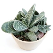 Money Plant Pot