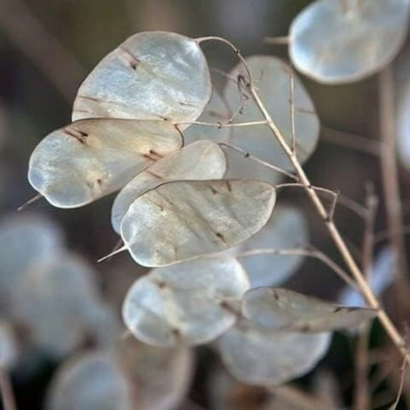Money Plant Seeds - 50+ Count Packet - for 2024 Non GMO USA Lunaria Annual Honesty Silver Dollar Plant Wildflower Garden Flower
