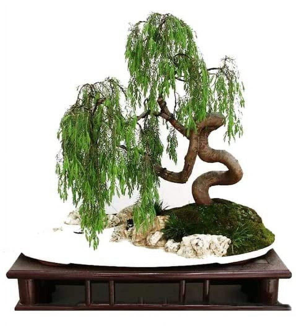 9GreenBox - BONSAI Juniper Tree Zen Garden With Pool Fishman