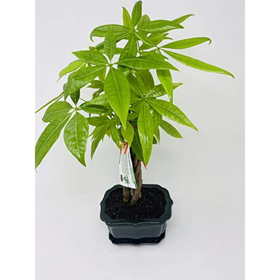 Money Tree Collection in Cramic Plate by JMBAMBOO