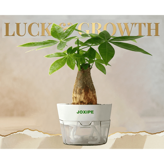 Money Tree Decor in Decorative Pot – Flower Pot with Automatic Watering, Air-Freshening Home & Office Decoration, Perfect for Room, Desk or Shelf, Ideal Housewarming & Birthday Gift