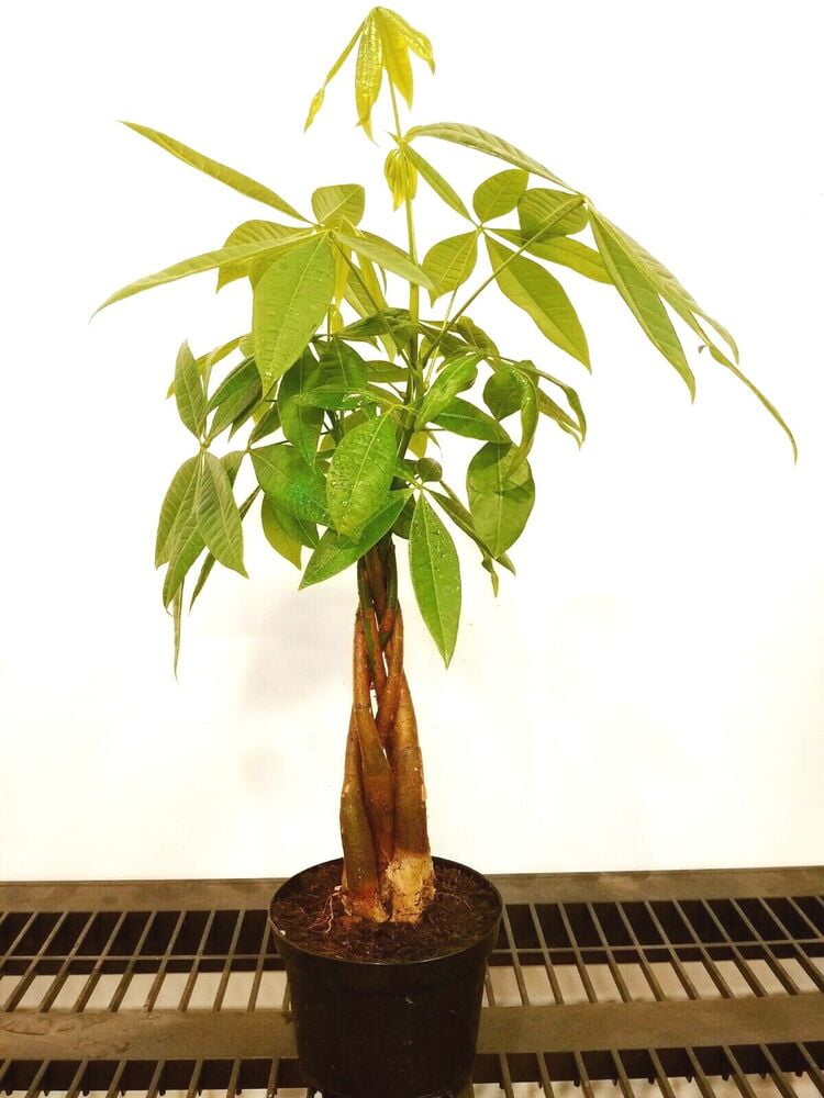 Money Tree / Feng Shui Plant / Good Luck Tree + FREE 1 Plant Food