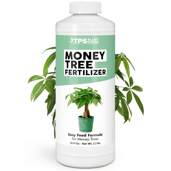 Money Tree Fertilizer for Money Trees and All Pachira Plants, Liquid Plant Food, 32 oz (1 Quart)