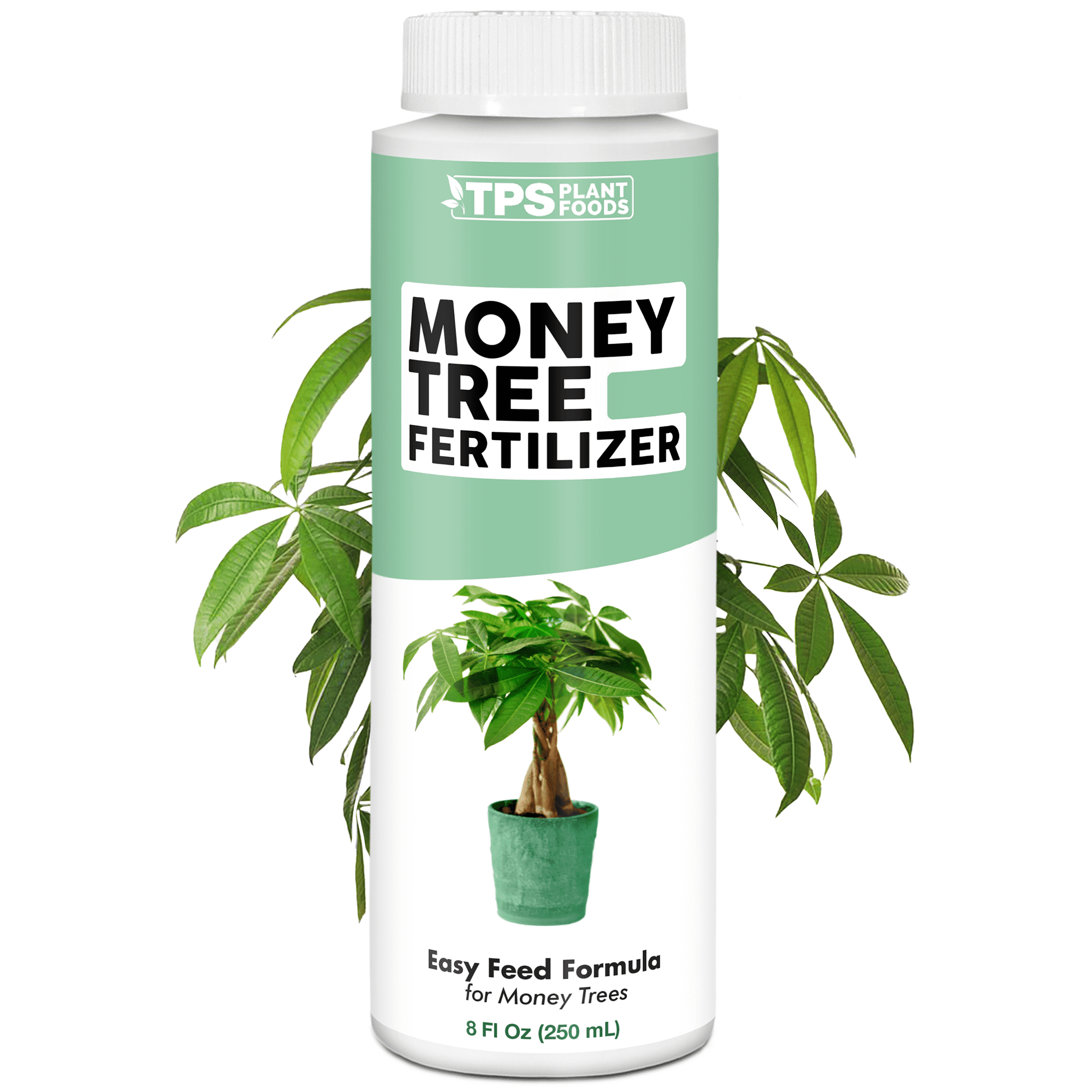 black zz plant for sale philippines Black ZZ – Lunti Plant Nursery