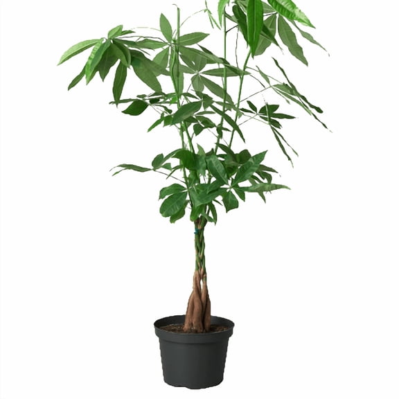 Money Tree 'Guiana Chestnut' Pachira Braid Live Plant for Indoor | Different Houseplants in 4'' & 6'' Pot | Real House Plant for Living Room, Office, Desk & Bathroom |