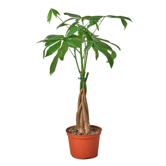 Money Tree 'Guiana Chestnut' Pachira Braid, 6" Pot, Indoor Houseplant, Easy Care, Live Plant for Indoor & Outdoor