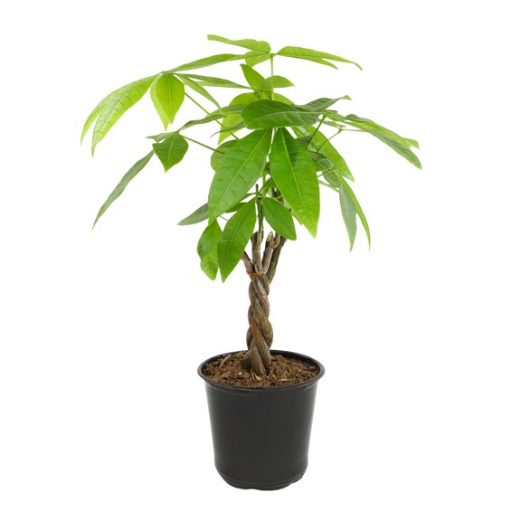 Money Tree, Pachira | Easy & Pet Friendly | 4.25" Grow Pot | Partial Sun | Element by Altman Plants