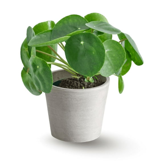 Money Tree Plant Indoor, 2-4 Inch Potted Pancake Plant, Easy Growing Indoor Plant for Home or Office