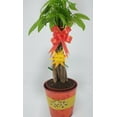 Money Tree Plant Live Braided 5 Into 1 Pachira Aquatica Indoor In 4