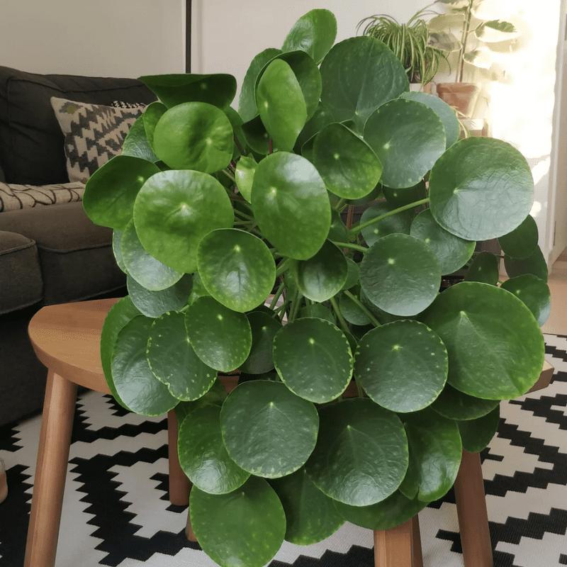 Money Tree Plant, Pilea Peperomioides Live, Money Plant Live Houseplants, 2 inch Pot for Indoor Planting