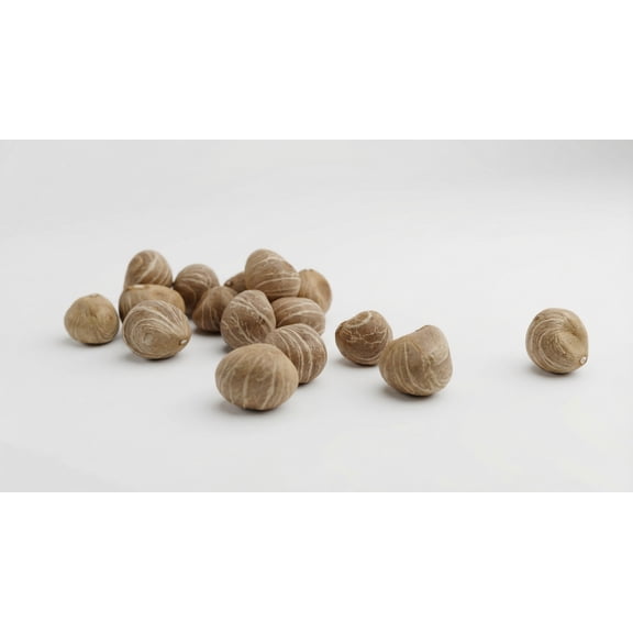 Money Tree Seeds (Pachira aquatica)  7 Seeds  For Planting Only