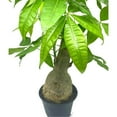 thumbnail image 1 of Money Tree Stump, Pachira aquatica, in 6 inch Pot, 1 of 7