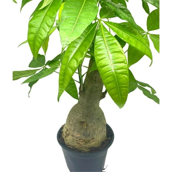 Money Tree Stump, Pachira aquatica, in 6 inch Pot