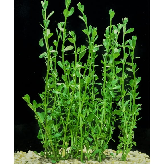 Moneywort (Bacopa Monnieri) Potted Live Aquatic Plant