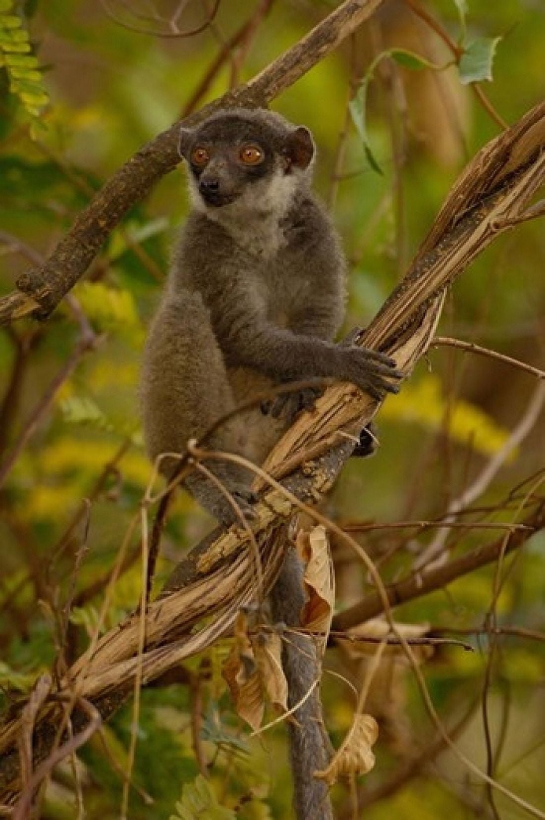 Mongoose lemur wildlife Ankarafantsika MADAGASCAR Canvas Art - Pete Oxford DanitaDelimont (18 x 24)