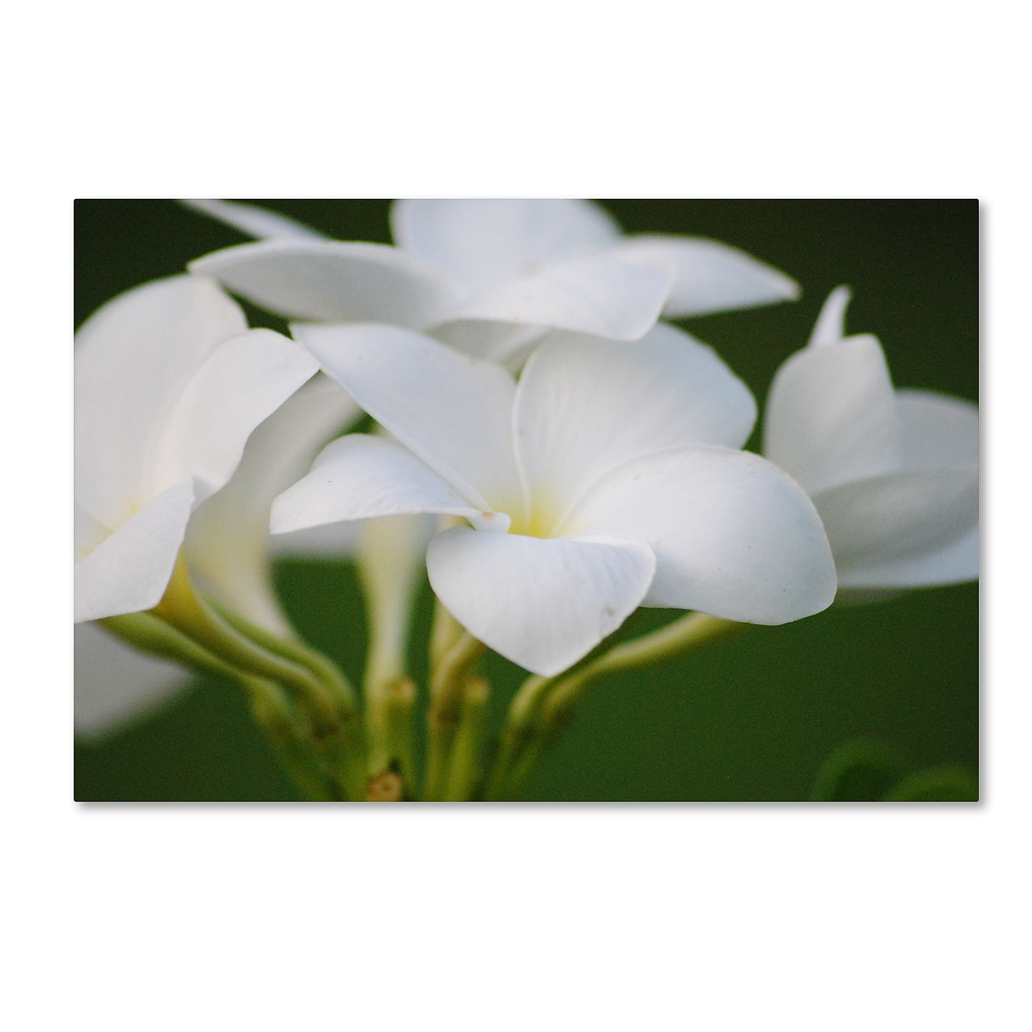 Large White Flower Canvas Art on Green Background