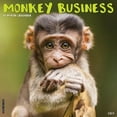 thumbnail image 1 of Monkey Business 2025 12 X 12 Wall Calendar, (Paperback), 1 of 5
