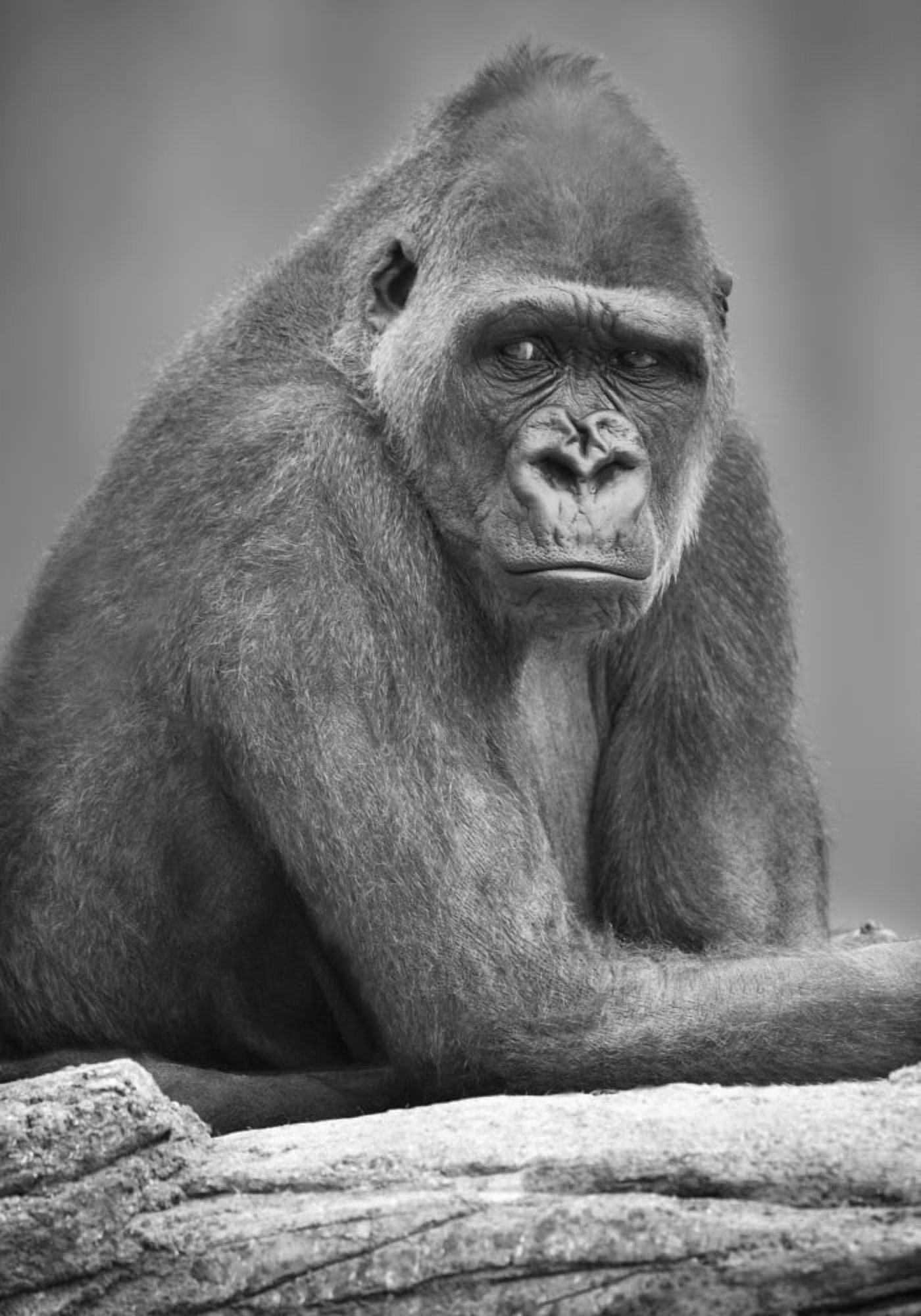 Monkey Canvas Art - Darren Greenwood Design Pics (22 x 32)