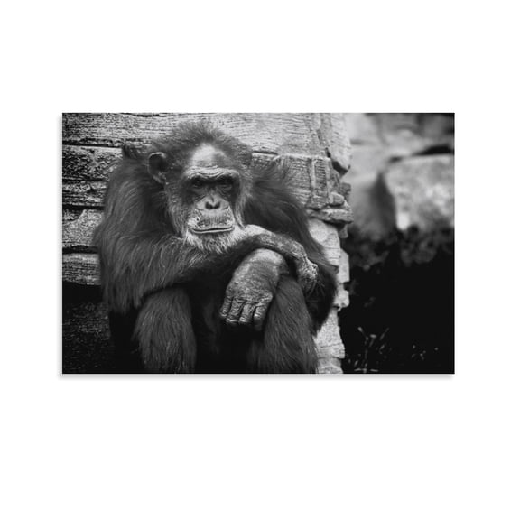 Monkey Chimpanse Black White Poster Decorative Painting Canvas Wall Art Living Room Posters Bedroom Painting,Unframe-style,20x30inch(50x75cm)