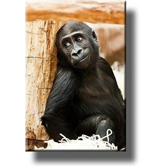 Monkey, Chimpanzee Hiding Giving Looks, Picture on Stretched Canvas, Wall Art Dcor, Ready to Hang!