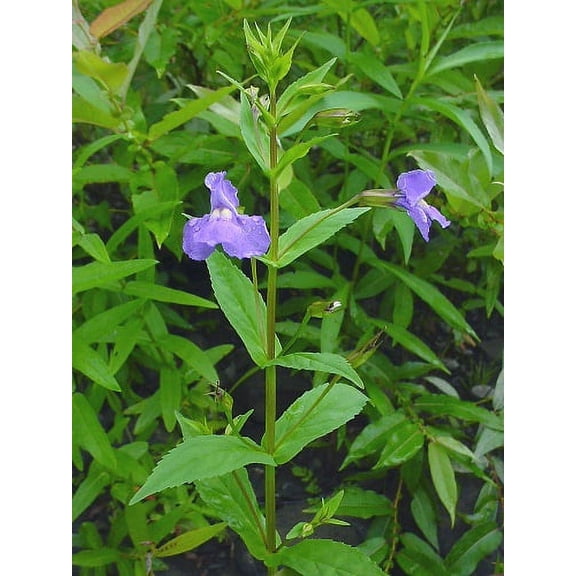 Monkey Flower - Mimulus ringens - 50 Seeds