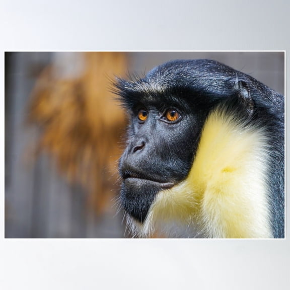 Monkey Poster Wall Art, Modern Wall Decor For Living Room Bedroom, 8x12 UNFRAMED