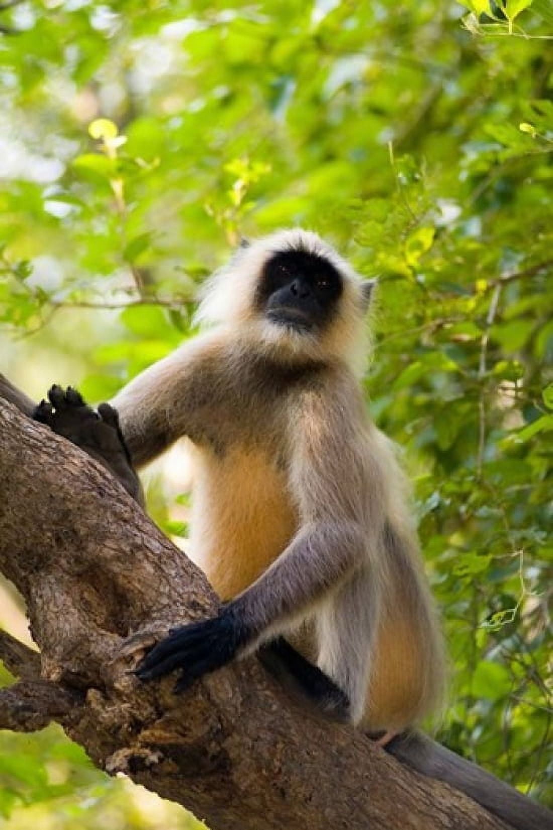 Monkey Rajastan India Canvas Art - Bill Bachmann DanitaDelimont (25 x 37)