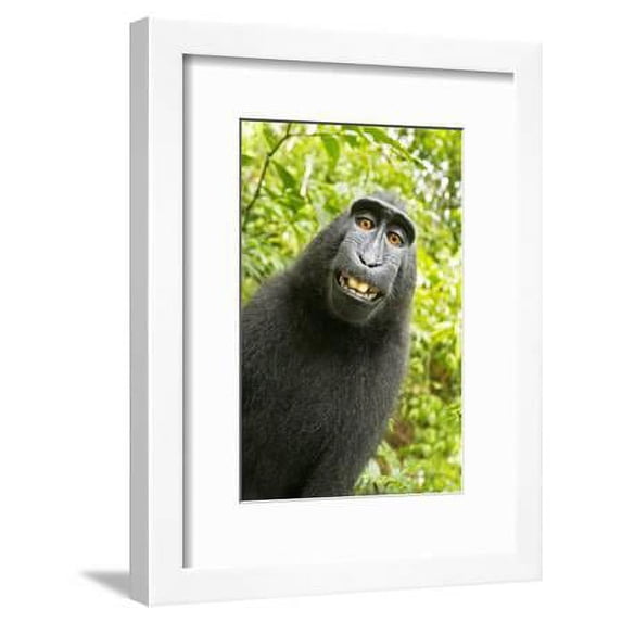 Monkey Selfie, Animals Figurative Framed Art Print Wall Art by David Slater Sold by Art.Com