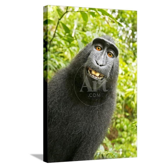 Monkey Selfie, Animals Figurative Stretched Canvas Wall Art by David Slater Sold by Art.Com